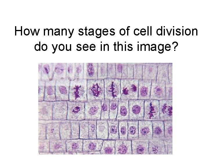 How many stages of cell division do you see in this image? 