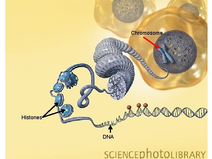 Key Vocabulary Chromosome • Chromatin is composed of DNA and proteins. • DNA is