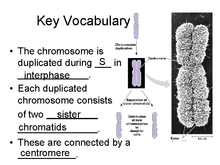 Key Vocabulary • The chromosome is S in duplicated during ________. interphase • Each