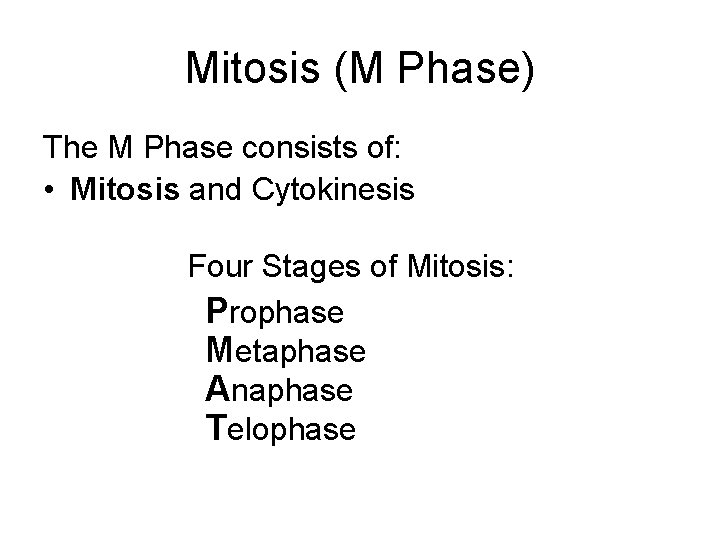 Mitosis (M Phase) The M Phase consists of: • Mitosis and Cytokinesis Four Stages