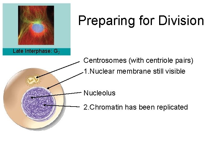 Preparing for Division Late Interphase: G 2 Centrosomes (with centriole pairs) 1. Nuclear membrane