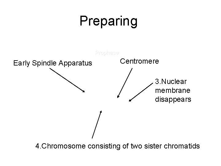 Preparing for Division Late Interphase: G 2 Early Spindle Apparatus Prophase Centromere 3. Nuclear