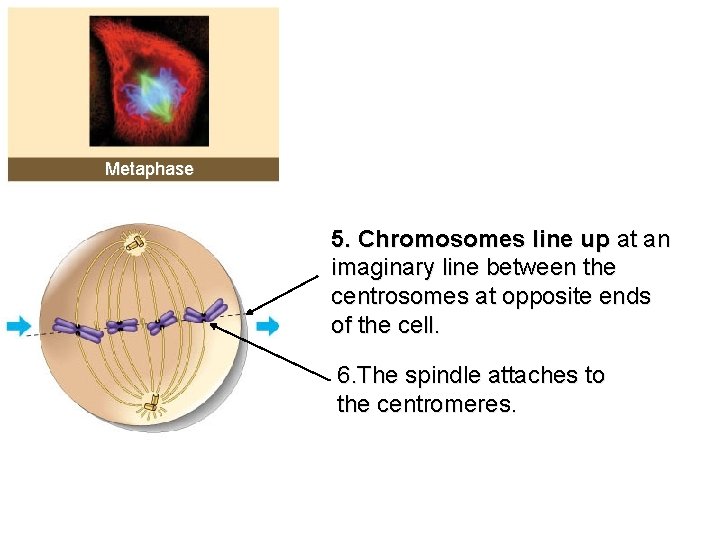 Metaphase 5. Chromosomes line up at an imaginary line between the centrosomes at opposite
