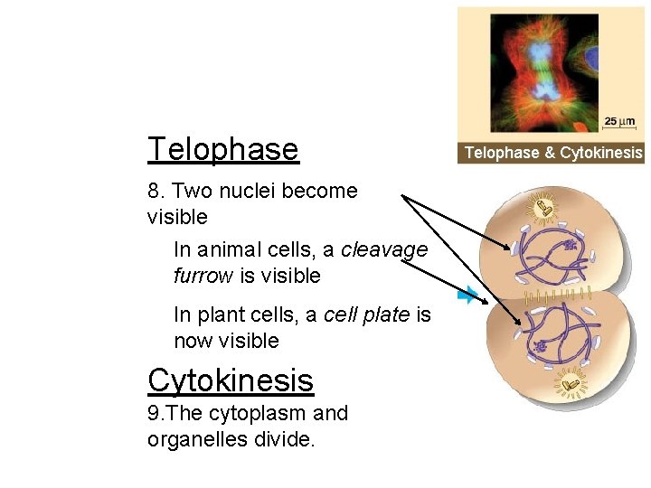 Telophase 8. Two nuclei become visible In animal cells, a cleavage furrow is visible