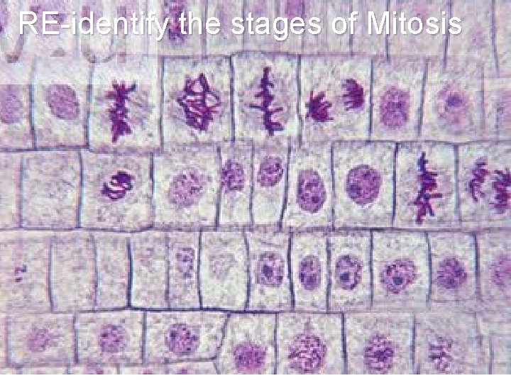 RE-identify the stages of Mitosis Interphase: 3 Phases 1. G 1: Cell is Growing