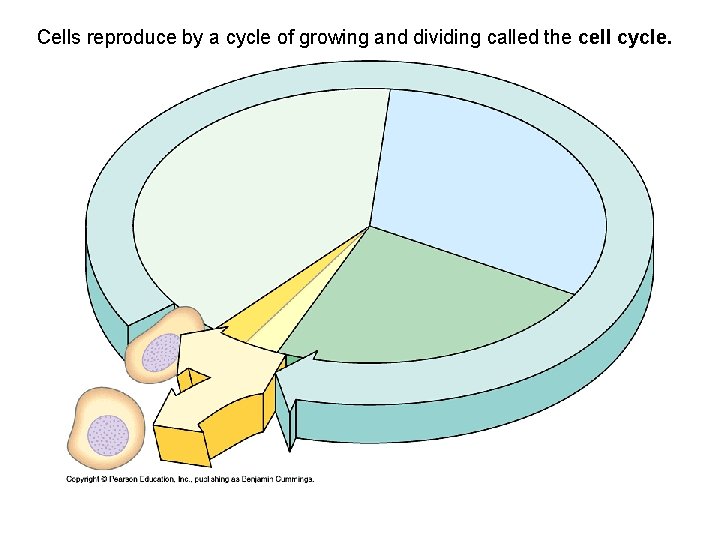 Cells reproduce by a cycle of growing and dividing called the cell cycle. 