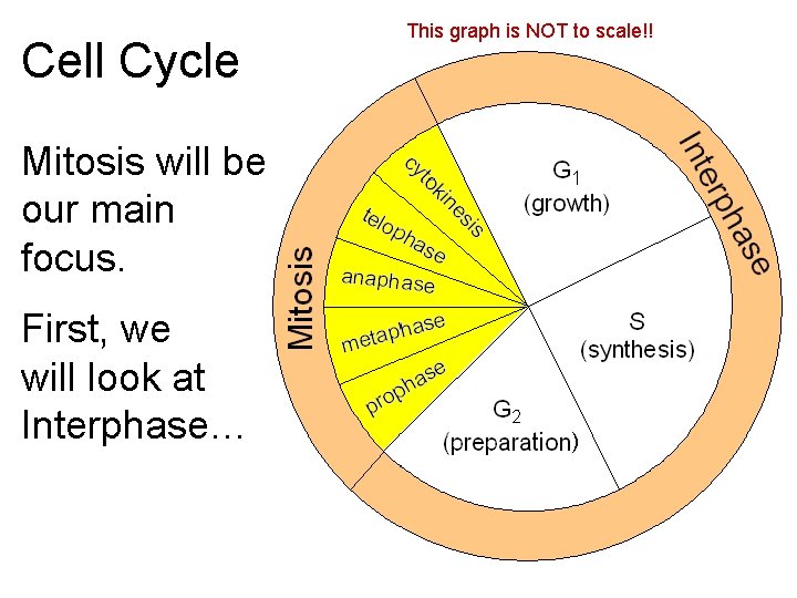 Cell Cycle This graph is NOT to scale!! Mitosis will be our main focus. Cell Cycle This graph is NOT to scale!! Mitosis will be our main focus.