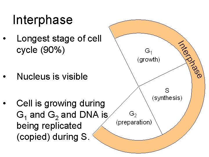 Interphase • Longest stage of cell cycle (90%) • Nucleus is visible • Cell