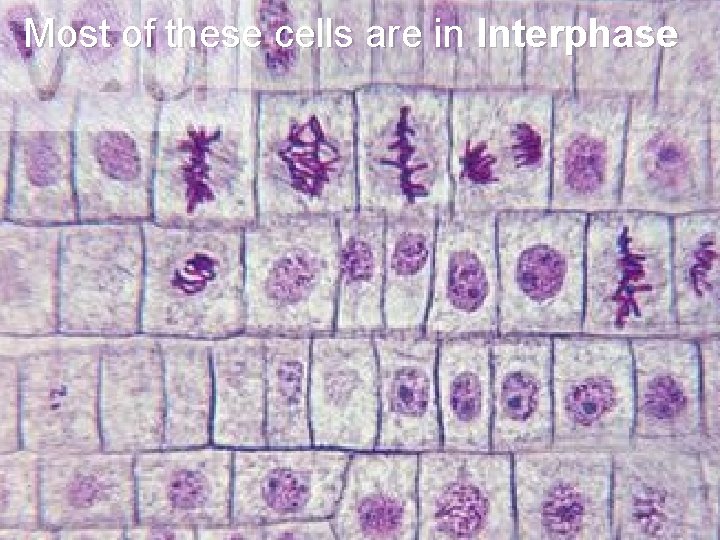 Most of these cells are in Interphase: 3 Phases 1. G 1: Cell is