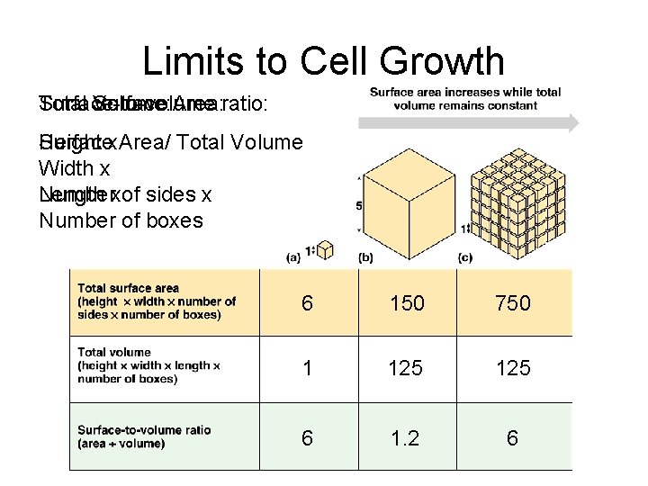 Limits to Cell Growth Surface-to-volume Total Volume: Surface Area: ratio: Surface Height x Area/