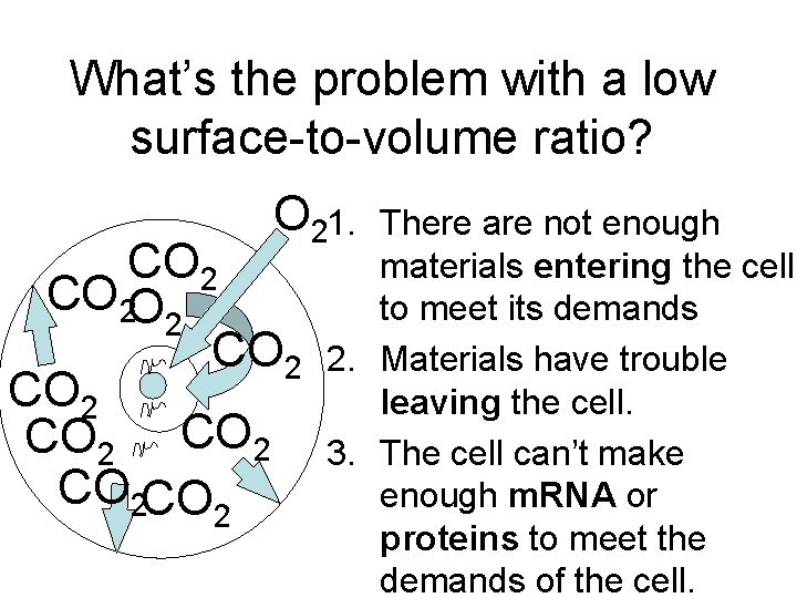 What’s the problem with a low surface-to-volume ratio? O 21. There are not enough