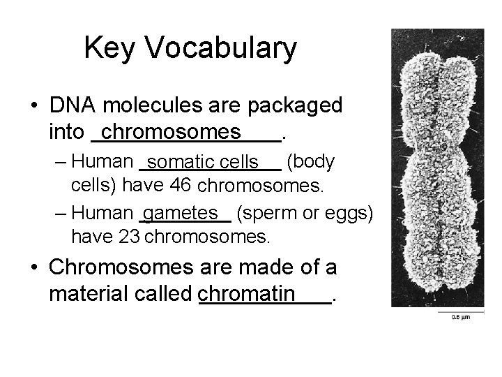 Key Vocabulary • DNA molecules are packaged into chromosomes. – Human somatic cells (body