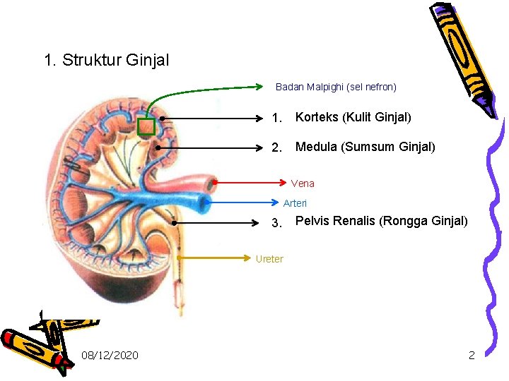 1. Struktur Ginjal Badan Malpighi (sel nefron) 1. Korteks (Kulit Ginjal) 2. Medula (Sumsum