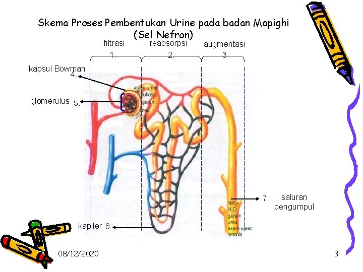 Skema Proses Pembentukan Urine pada badan Mapighi (Sel Nefron) filtrasi 1. reabsorpsi 2. augmentasi