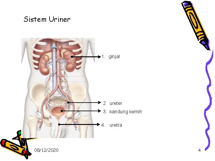 Sistem Uriner 1. ginjal 2. ureter 3. kandung kemih 4. uretra 08/12/2020 4 