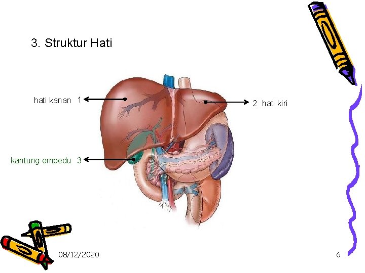 3. Struktur Hati hati kanan 1 2 hati kiri kantung empedu 3 08/12/2020 6