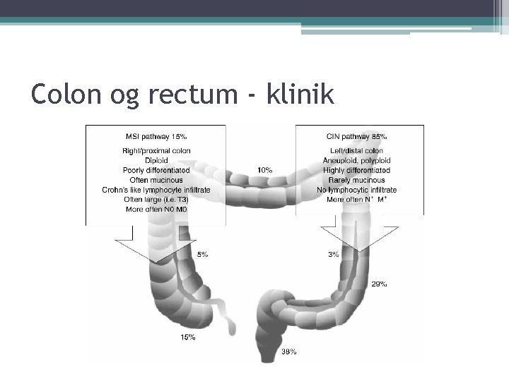 Colon og rectum - klinik 