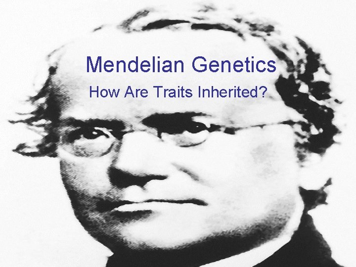 Mendelian Genetics How Are Traits Inherited? 