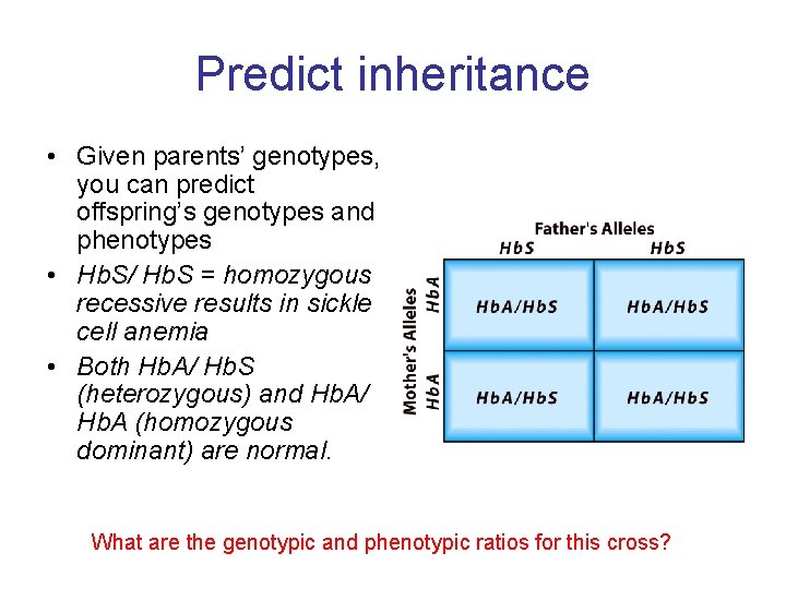 Predict inheritance • Given parents’ genotypes, you can predict offspring’s genotypes and phenotypes •