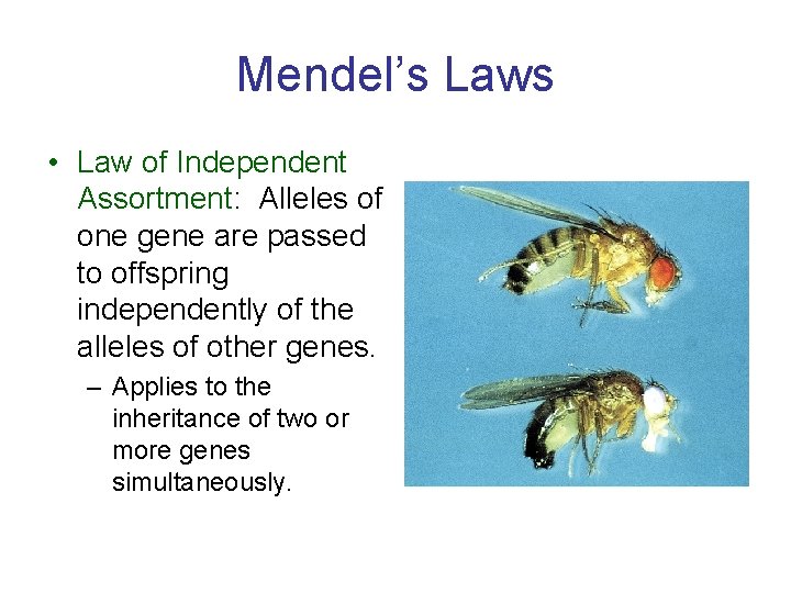 Mendel’s Laws • Law of Independent Assortment: Alleles of one gene are passed to