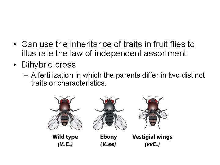  • Can use the inheritance of traits in fruit flies to illustrate the