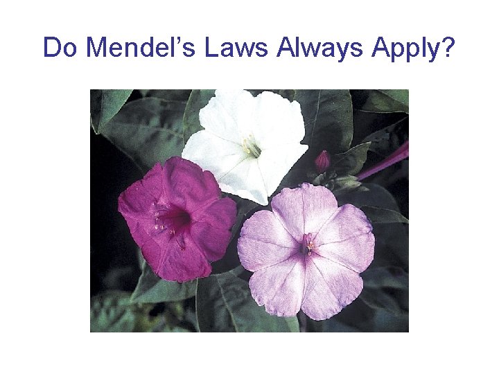 Do Mendel’s Laws Always Apply? 