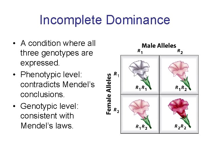 Incomplete Dominance • A condition where all three genotypes are expressed. • Phenotypic level: