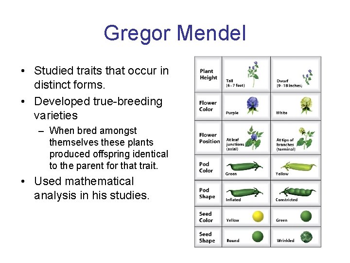 Gregor Mendel • Studied traits that occur in distinct forms. • Developed true-breeding varieties