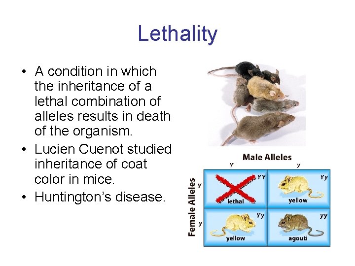 Lethality • A condition in which the inheritance of a lethal combination of alleles