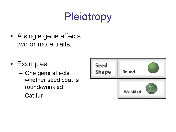 Pleiotropy • A single gene affects two or more traits. • Examples: – One