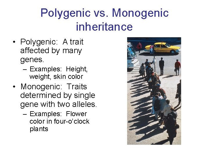 Polygenic vs. Monogenic inheritance • Polygenic: A trait affected by many genes. – Examples: