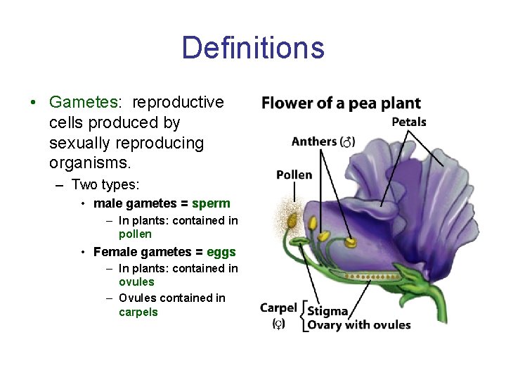 Definitions • Gametes: reproductive cells produced by sexually reproducing organisms. – Two types: •