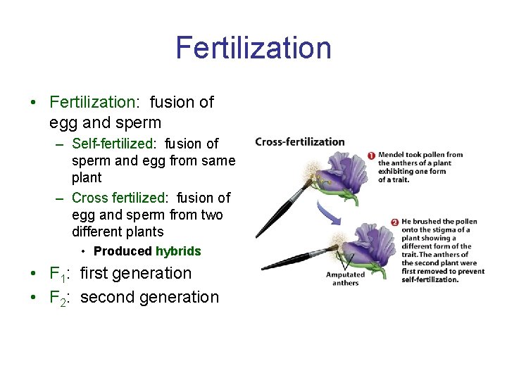 Fertilization • Fertilization: fusion of egg and sperm – Self-fertilized: fusion of sperm and