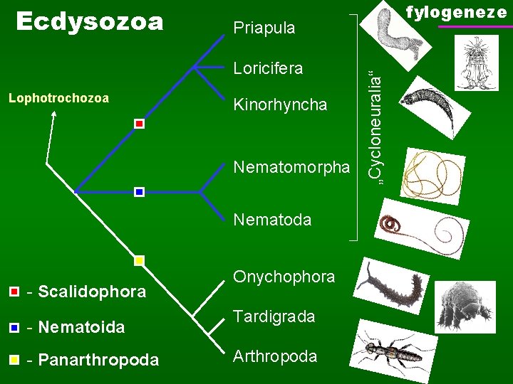 Priapula Loricifera Lophotrochozoa Kinorhyncha Nematomorpha Nematoda - Scalidophora - Nematoida - Panarthropoda Onychophora Tardigrada