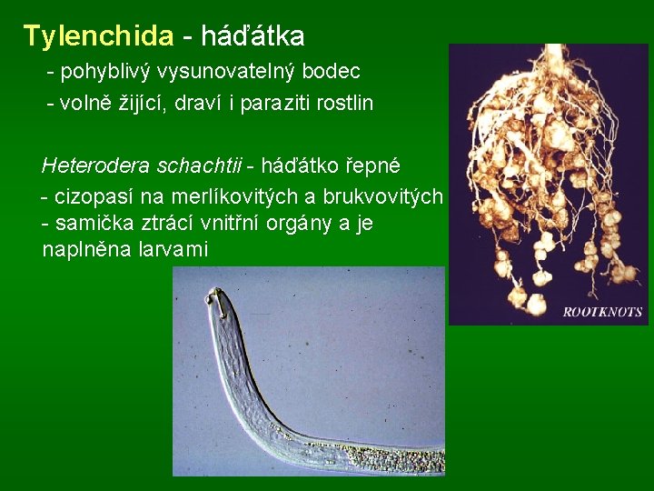 Tylenchida - háďátka - pohyblivý vysunovatelný bodec - volně žijící, draví i paraziti rostlin