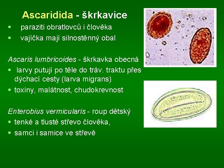 Ascaridida - škrkavice § § paraziti obratlovců i člověka vajíčka mají silnostěnný obal Ascaris