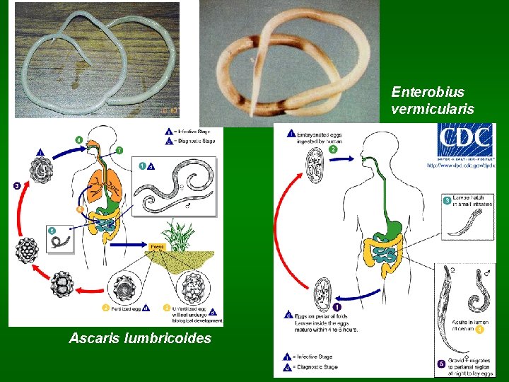 Enterobius vermicularis Ascaris lumbricoides 