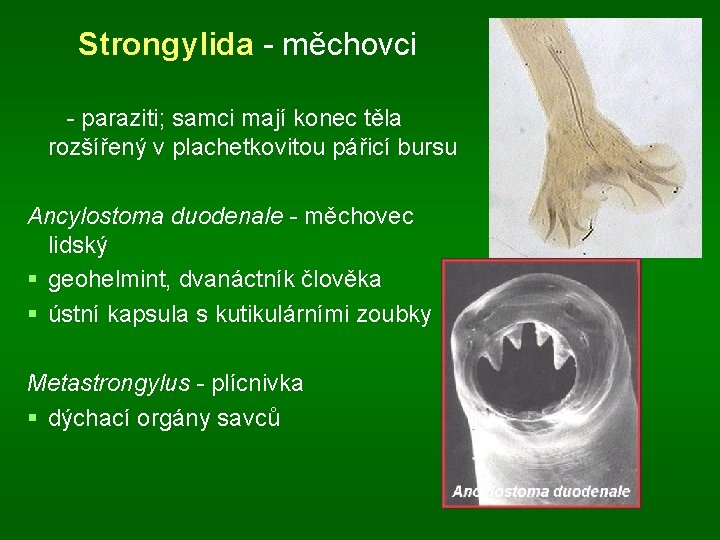 Strongylida - měchovci - paraziti; samci mají konec těla rozšířený v plachetkovitou pářicí bursu