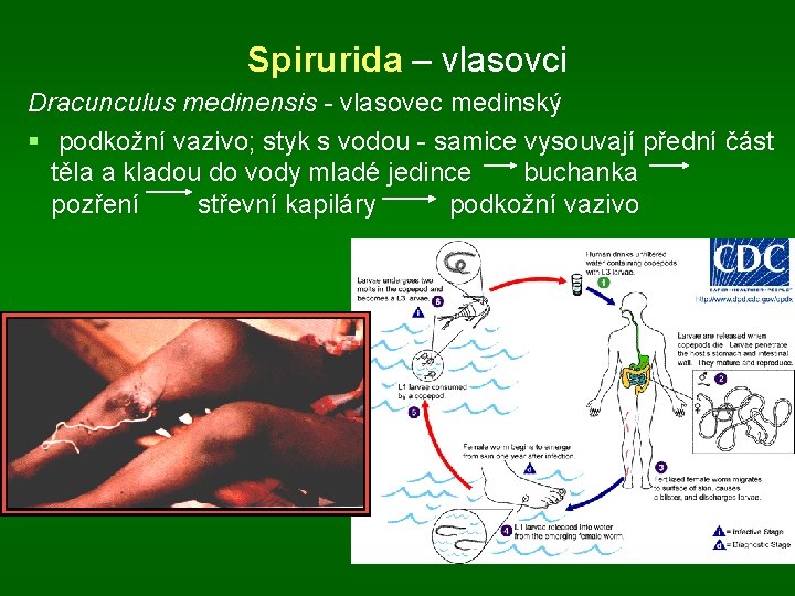 Spirurida – vlasovci Dracunculus medinensis - vlasovec medinský § podkožní vazivo; styk s vodou