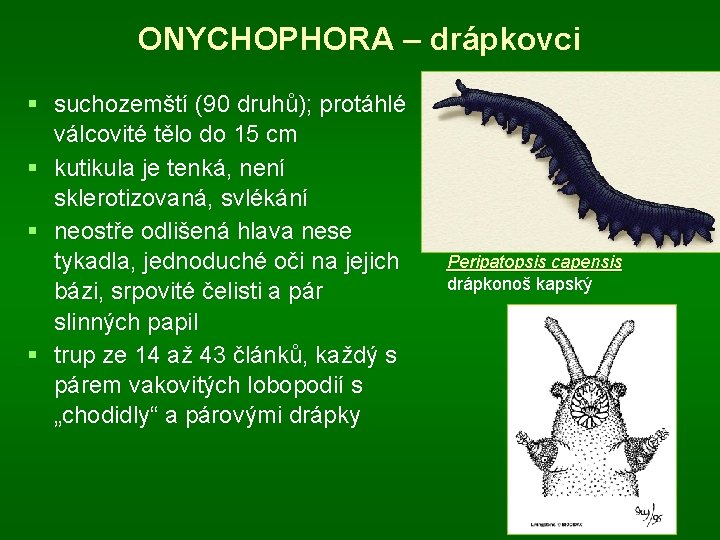 ONYCHOPHORA – drápkovci § suchozemští (90 druhů); protáhlé válcovité tělo do 15 cm §