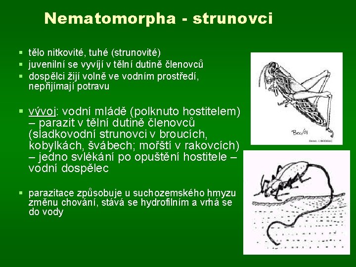Nematomorpha - strunovci § tělo nitkovité, tuhé (strunovité) § juvenilní se vyvíjí v tělní