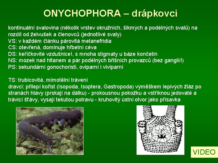 ONYCHOPHORA – drápkovci kontinuální svalovina (několik vrstev okružních, šikmých a podélných svalů) na rozdíl