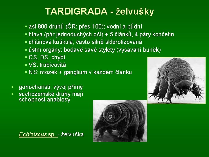 TARDIGRADA - želvušky § asi 800 druhů (ČR: přes 100); vodní a půdní §