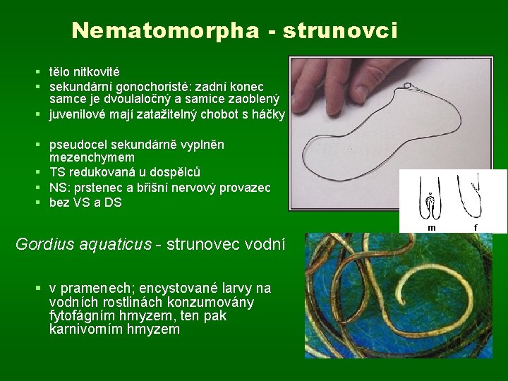 Nematomorpha - strunovci § tělo nitkovité § sekundární gonochoristé: zadní konec samce je dvoulaločný