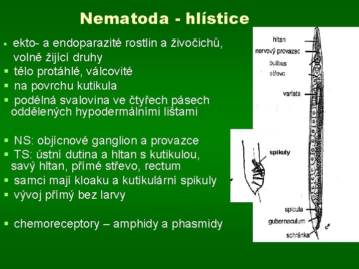 Nematoda - hlístice ekto- a endoparazité rostlin a živočichů, volně žijící druhy § tělo