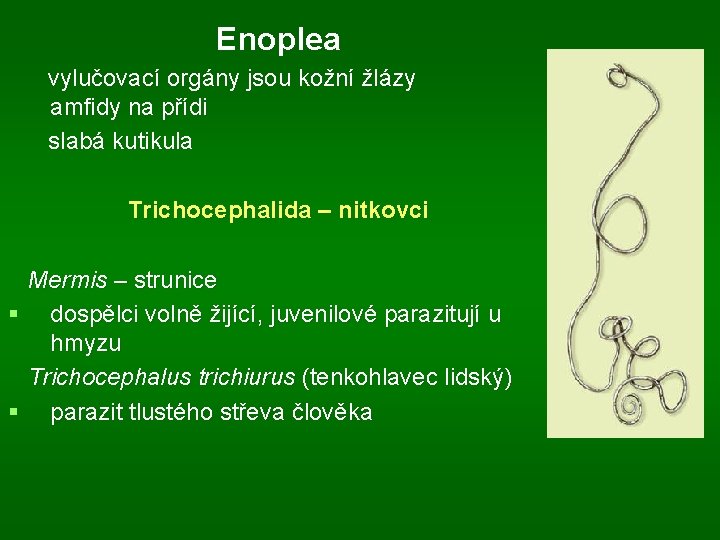 Enoplea vylučovací orgány jsou kožní žlázy amfidy na přídi slabá kutikula Trichocephalida – nitkovci