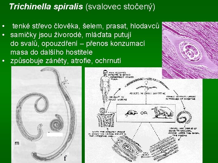Trichinella spiralis (svalovec stočený) • tenké střevo člověka, šelem, prasat, hlodavců • samičky jsou