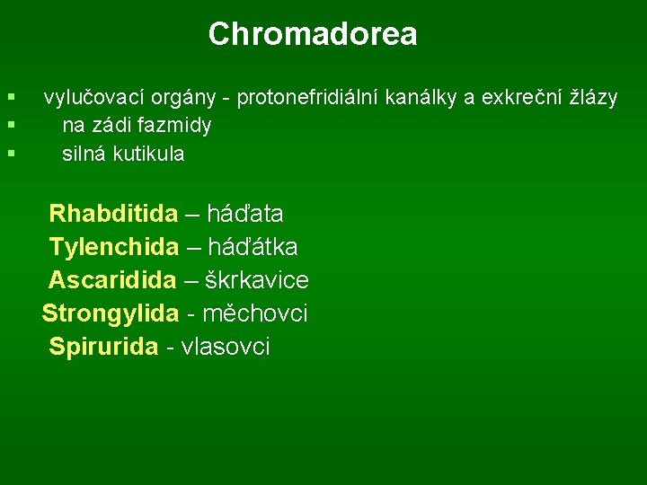 Chromadorea § § § vylučovací orgány - protonefridiální kanálky a exkreční žlázy na zádi