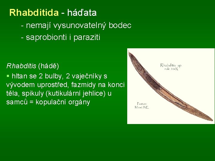 Rhabditida - háďata - nemají vysunovatelný bodec - saprobionti i paraziti Rhabditis (hádě) §