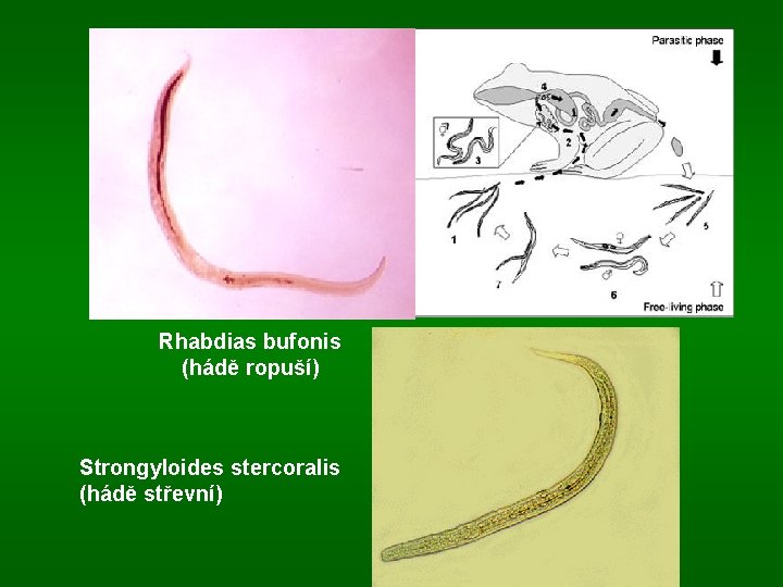 Rhabdias bufonis (hádě ropuší) Strongyloides stercoralis (hádě střevní) 